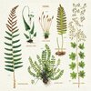 Ferns Cloth Napkins - Set of 4