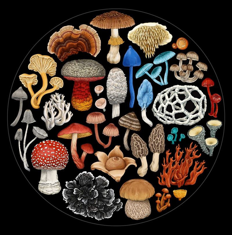 Fungi Round 1000 pc Puzzle Fungi Round 1000 pc Puzzle