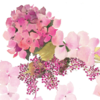 Livewires pink Hydrangea Card
