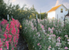 Sweet Pea School - Marryn Mathis