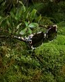 Saben Remi Sunglasses