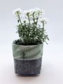 Livewires Mixed Ferns Green/Mid Grey Small Eco Plant Cosy