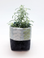 Livewires Tarawera Fern Light Blue/Dark Grey Small Eco Plant Cosy